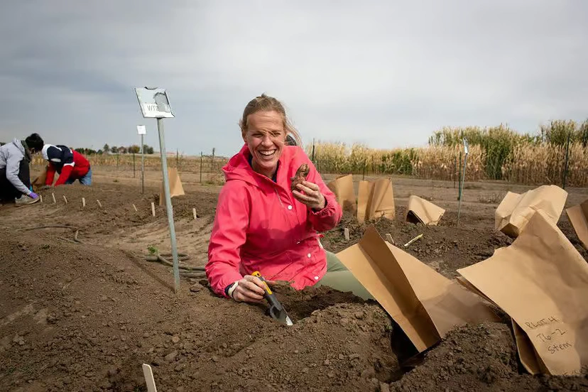 Hőhullámokkal szembeni ellenálló burgonya: Az éghajlatváltozás kihívásainak megfelelően kifejlesztett innovatív növények - PlanetZ