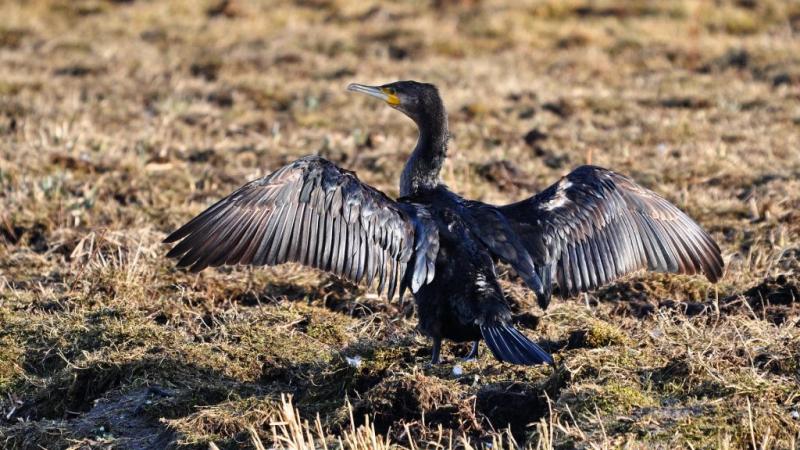 A Dunán, a vízpart mentén, sokan szemtanúi lehetnek annak, hogy a kormoránok tömegesen válnak célponttá. A helyi vadászok számára ez a madárfaj sajnos nem csupán a természet csodáját jelenti, hanem egyfajta kihívást is, hiszen a kormoránok jelentős károka