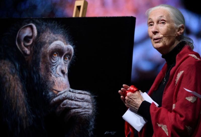 Jane Goodall, a fáradhatatlan természetvédő, aki milliókat motivált és inspirált a környezetvédelem terén, 91 éves korában távozott az élők sorából. Élete során nemcsak a csimpánzok világát kutatta, hanem egyúttal a fenntartható jövőért is harcolt. Munkás